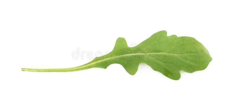 Single green rocket salad leaf isolated