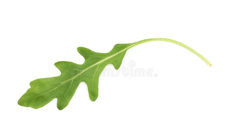 Single green rocket salad leaf isolated