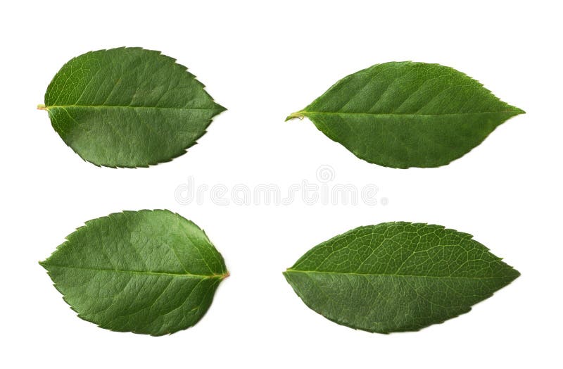 Single Green Leaf Images – Browse 673,862 Stock Photos, Vectors, and Video