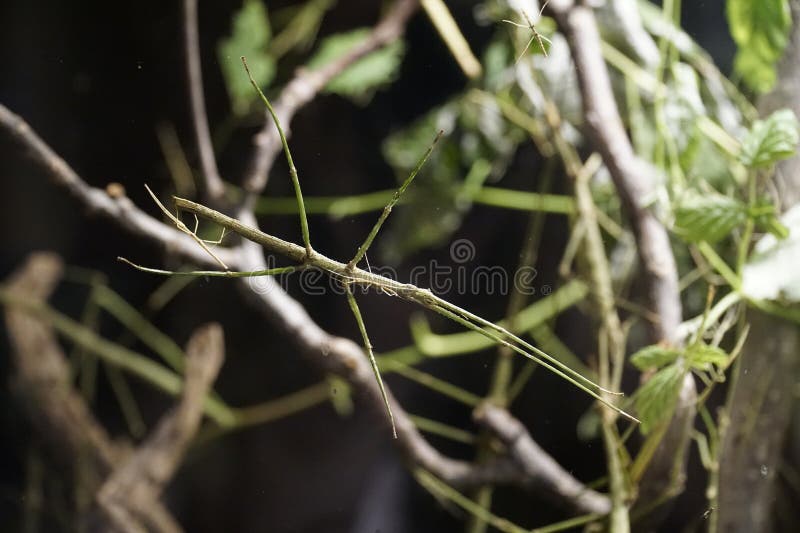 Single green stick insect royalty free stock images