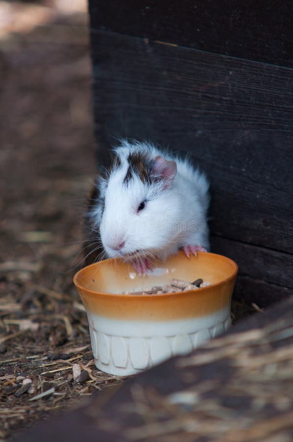 Guinea Pig Eating in a Cage Stock Image Image of little, plastic