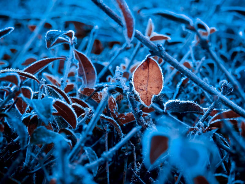 Single hanging orange leaf in the middle of blue plants royalty free stock photo