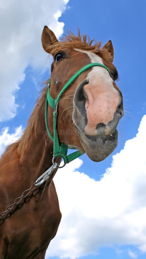 Single happy horse