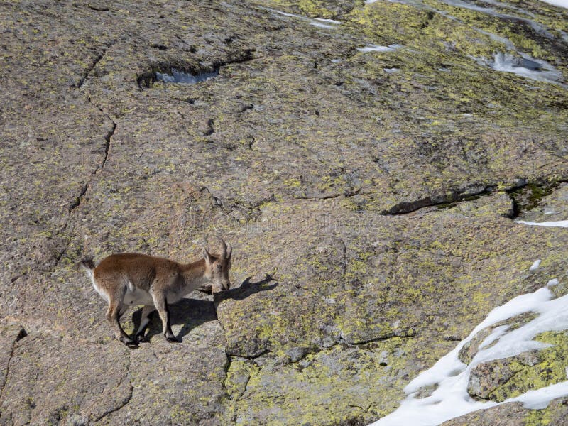 Single horned goat walking alone in the snowy mountains stock image