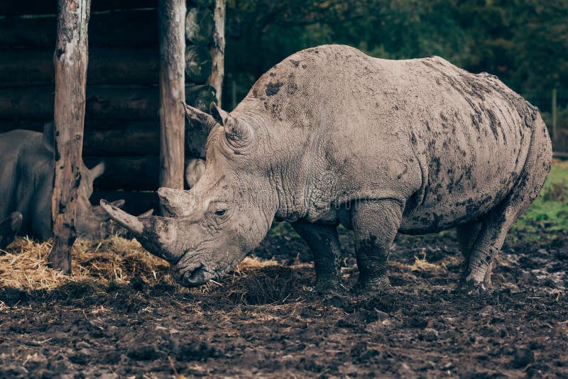 Single Horned Rhino in the Dirt Stock Image Image of single