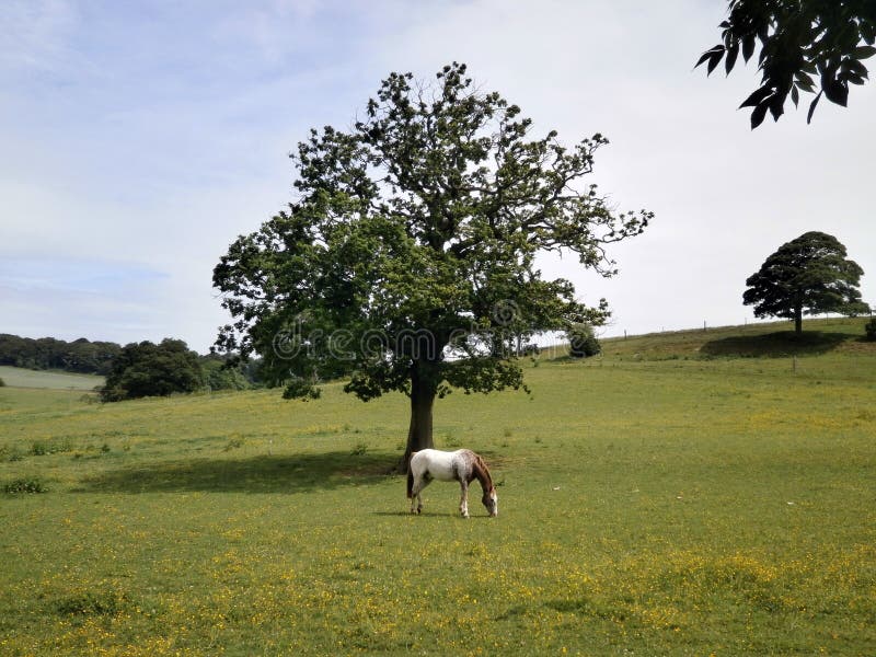 Single Horse in Field Under Tree. Stock Photo Image of single, horse