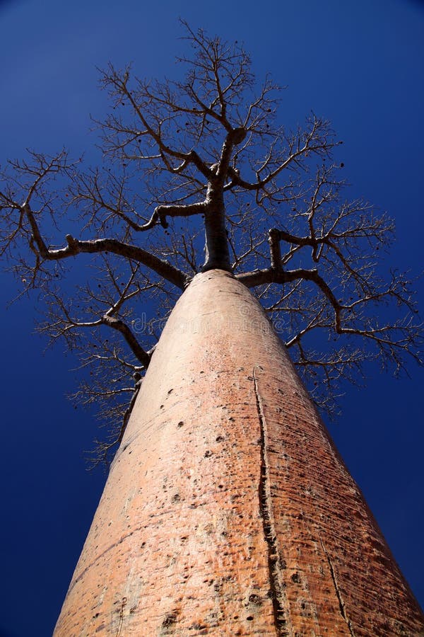 Single huge baobab royalty free stock photography Single huge baobab royalty free stock photography