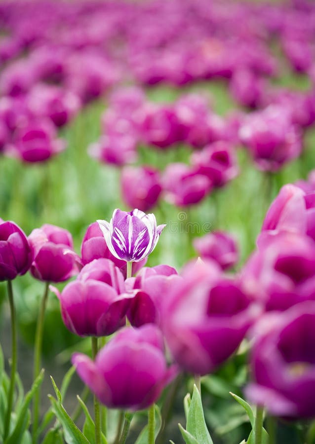 Single hybrid tulip within field of purple flowers