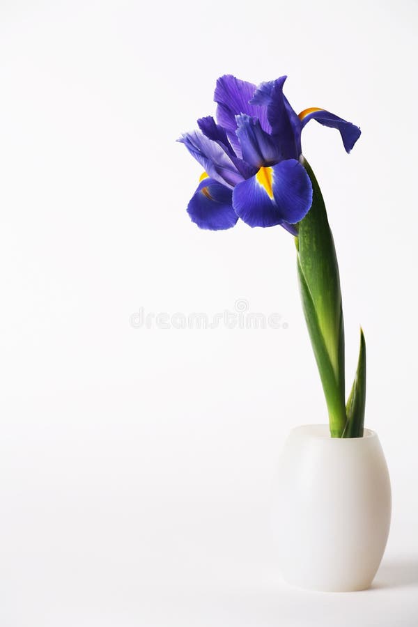 Single Iris Lily in White Vase on White Background