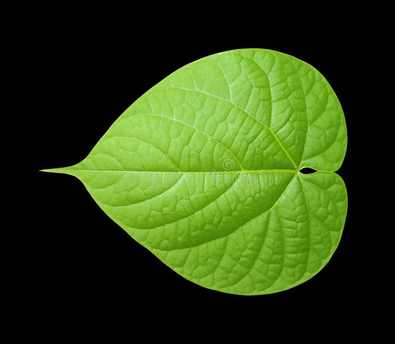 The Single Isolated Leaf on Black Background Stock Image - Image of green,  background: 181339725