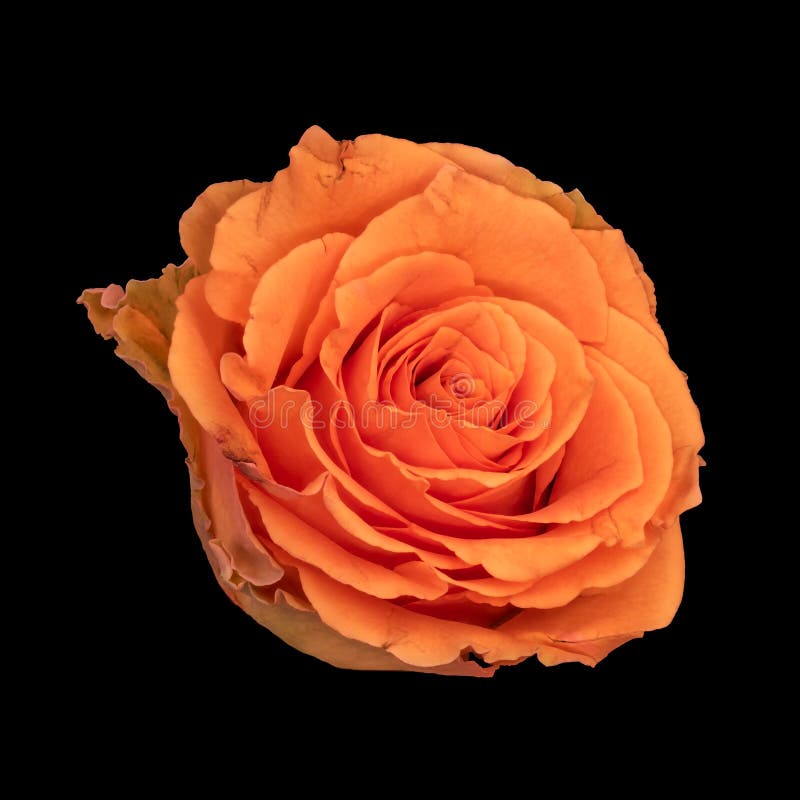 Hình ảnh một đóa hoa hồng màu cam cô lập trên nền đen là một tác phẩm nghệ thuật tuyệt vời. Màu sắc tươi sáng và sự tinh tế trong thiết kế tạo nên một vẻ đẹp khó cưỡng lại. Nếu bạn là một người yêu nghệ thuật, hãy đến xem ngay!