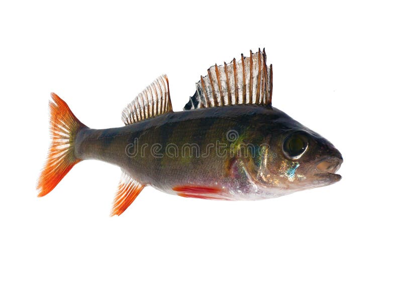 Single isolated on white perch