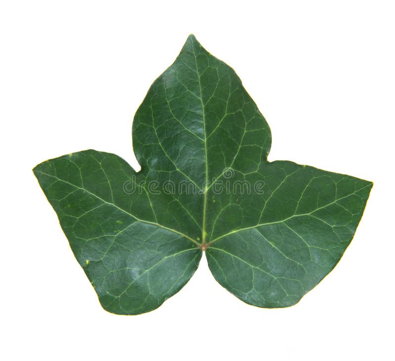 64,576 Ivy Leaf Stock Photos - Free & Royalty-Free Stock Photos from  Dreamstime