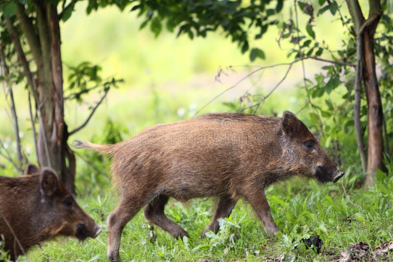 Single Juvenile Wild Boar in a Forest during Summer Period Stock Photo ...