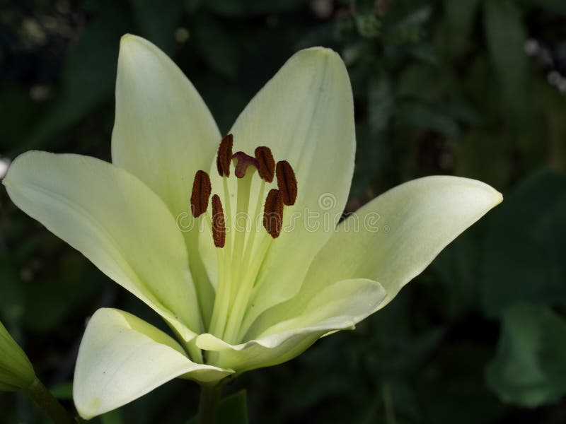 Single Large Lily Flower. a Flower with Large Petals Stock Image