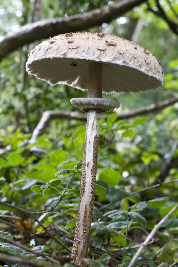 A Single Large Parasol Mushroomgrowing in Woodland Stock Photo Image