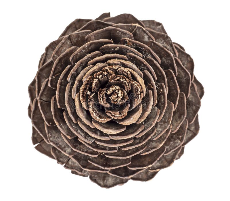Single large pine cone viewed from overhead, isolated on white. stock images