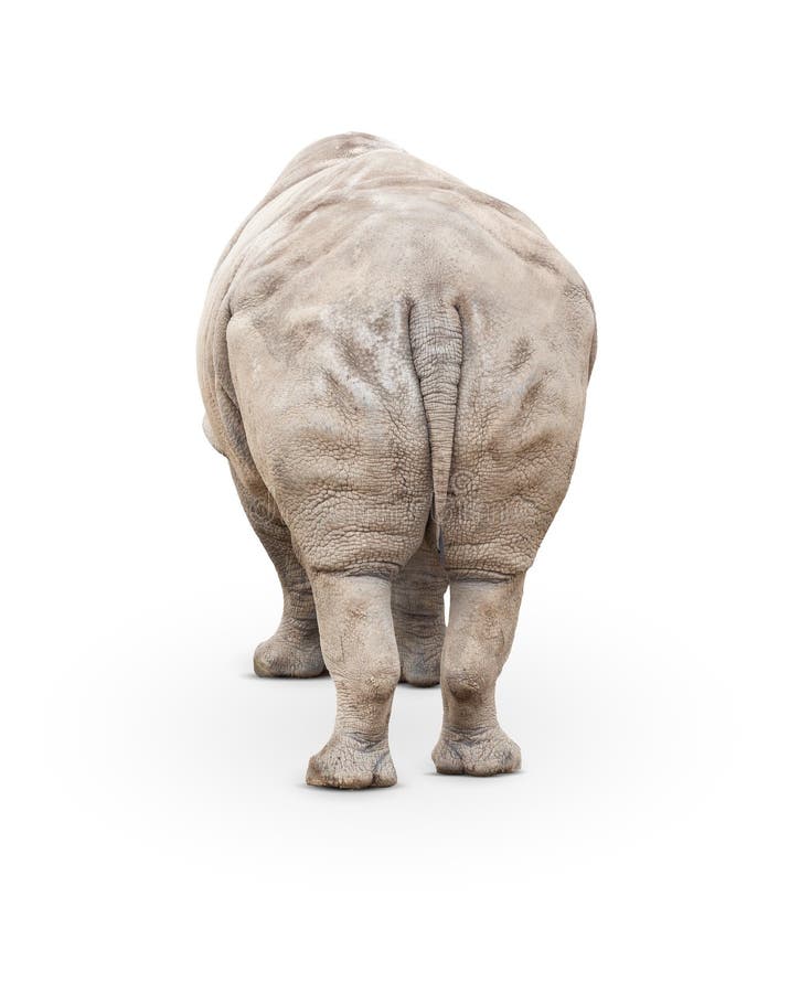 Single Large Rhinoceros From Behind Isolated on White stock image