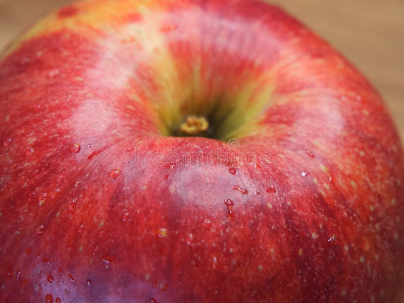 https://thumbs.dreamstime.com/b/single-large-ripe-gala-apple-close-up-shot-beautiful-red-fruit-single-large-ripe-gala-apple-close-up-shot-beautiful-red-251636077.jpg