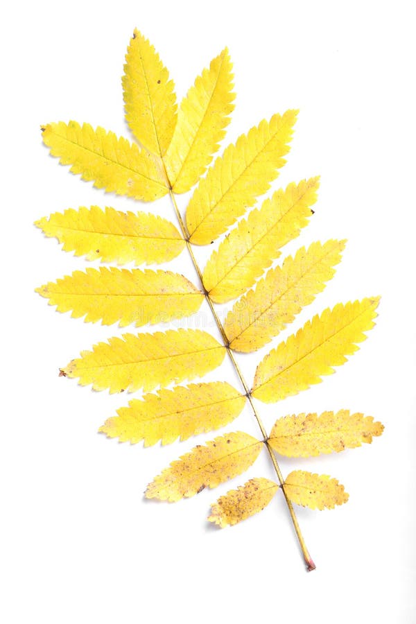 Single leaf stock photo. Image of environment, foliage - 30466752