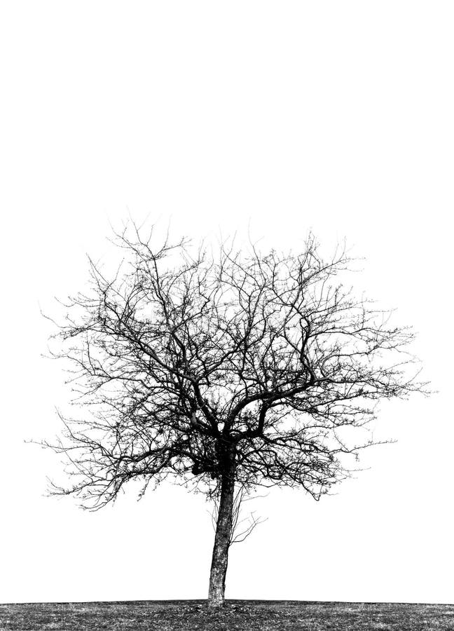 Tree Silhouette stock image. Image of single, tree, plant - 3653395