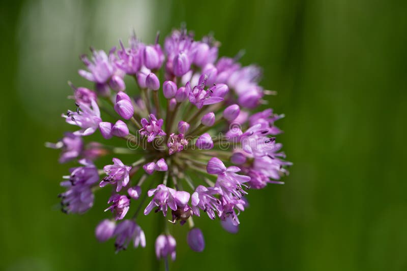 Single lilac flower of blooming allium in garden on green background royalty free stock image Single lilac flower of blooming allium in garden on green background royalty free stock image