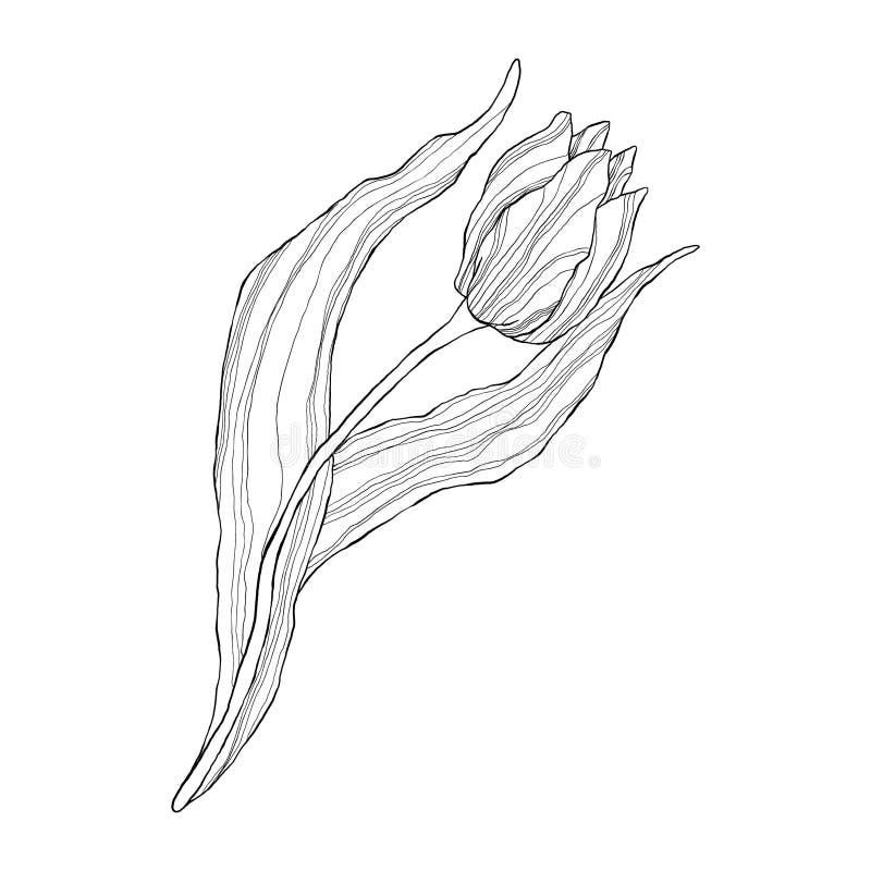 Single Line Art Tulip in Flat Cartoon Style. Wild Spring Wildflower ...