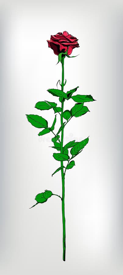 Single long stem red Rose. Hand drawn. Vector illustration.