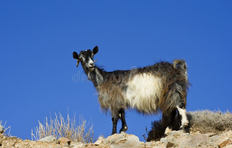 Single and looking royalty free stock image