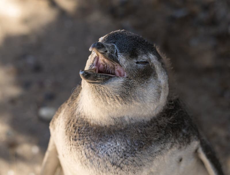 what does a penguin's mouth look like