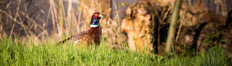 Horizontal photo of single male pheasant with nice color feathers who is sitting on green spring grass with few dry trees and bush in background. Bird has nice brown shiny color. Horizontal photo of single male pheasant with nice color feathers who is sitting on green spring grass with few dry trees and bush in background. Bird has nice brown shiny color.