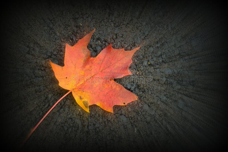 Maple Leaf