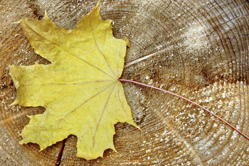 Single Maple Tree Dry Leaf