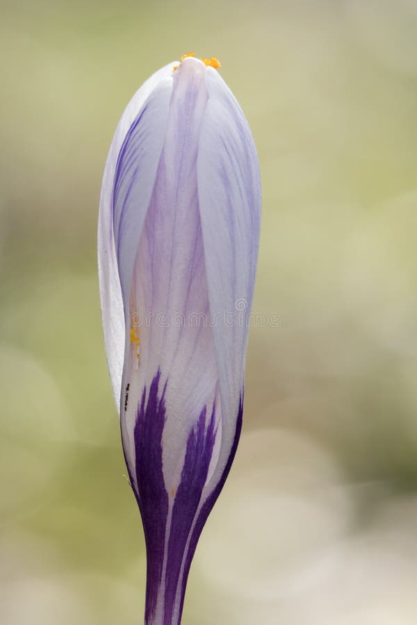 A single mauve and white crocus bud