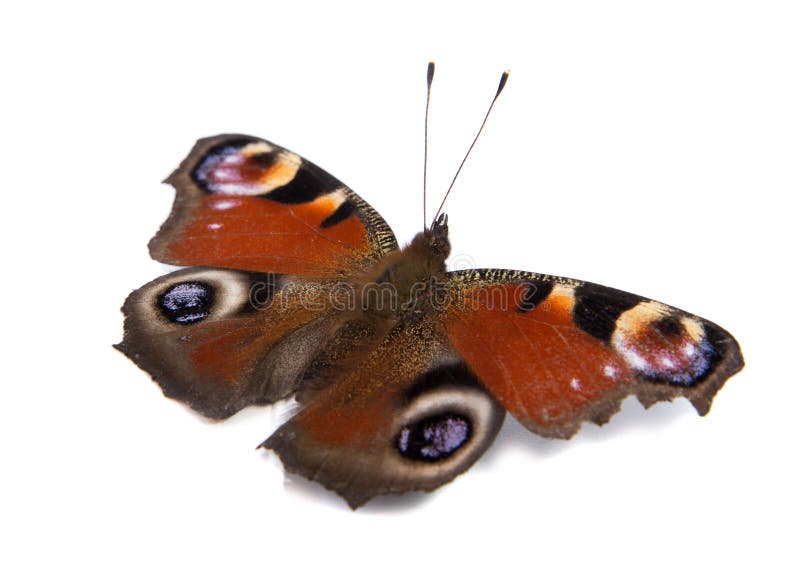 Single Monarch Butterfly Isolated on White Background. Stock Image ...