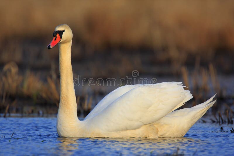 Single Mute swan bird on a water surface during a spring nesting period