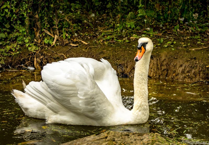 Single Mute Swan stock image