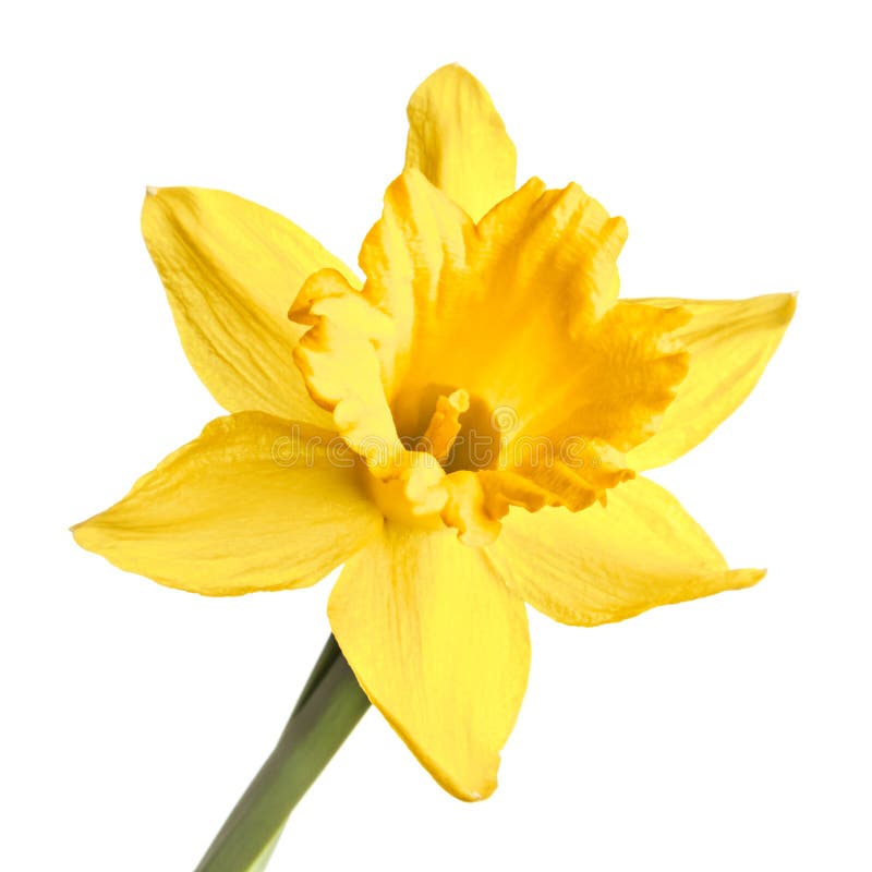 Single Narcissus Flower Isolated On A White Background Stock Image