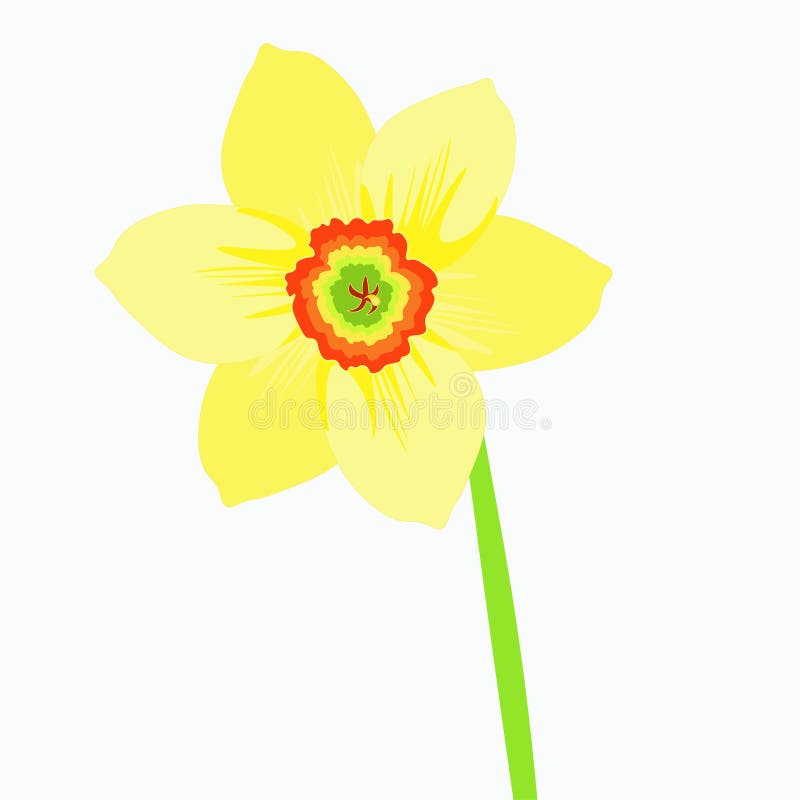 Single a Narcissus Flower on a Stalk. Vector Illustration Stock Vector ...