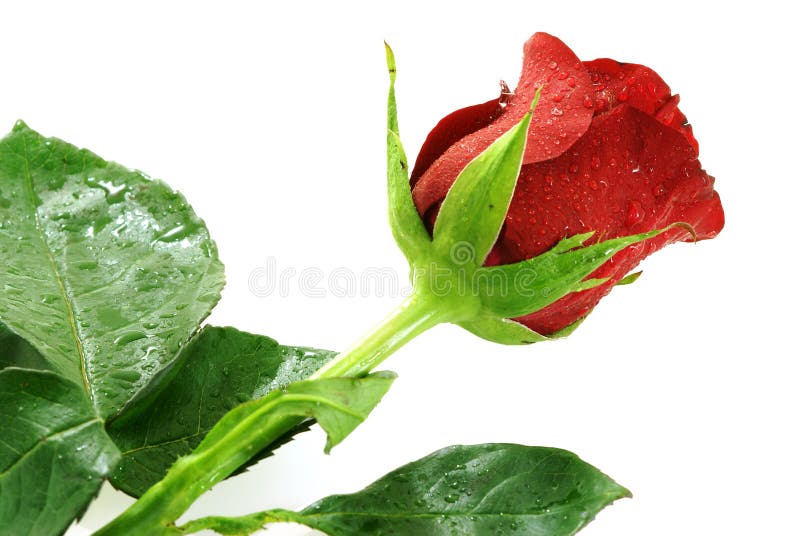 Single nice red rose with droplets