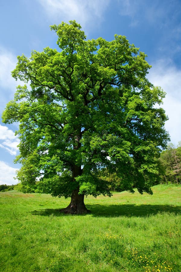 Single oak tree