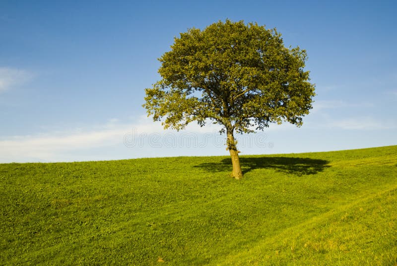 El único Roble un árbol en verde en Baviera sobre el soleado.