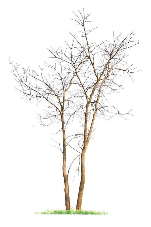 Single old big and dead tree dead isolated on white background. stock photo Single old big and dead tree dead isolated on white background. stock photo
