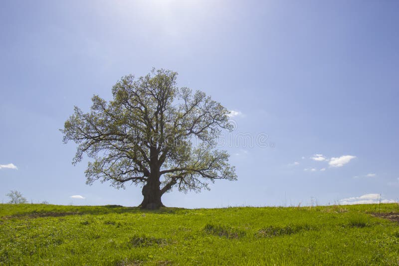 Single old oak and sunlight in May. stock photo