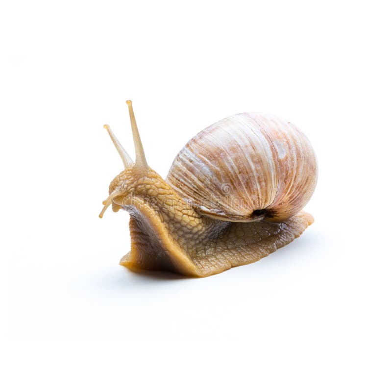 A single old snail looks away isolated on white background. Taken in Studio with a 5D mark III. A single old snail looks away isolated on white background. Taken in Studio with a 5D mark III