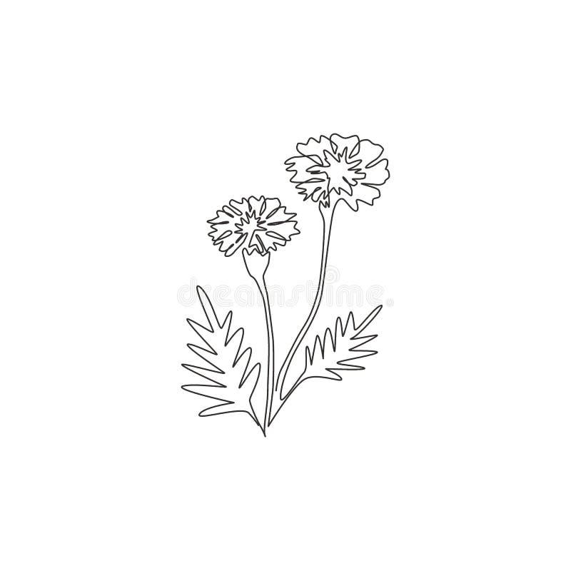 Single one line drawing of beauty fresh tagetes erecta for garden logo. 