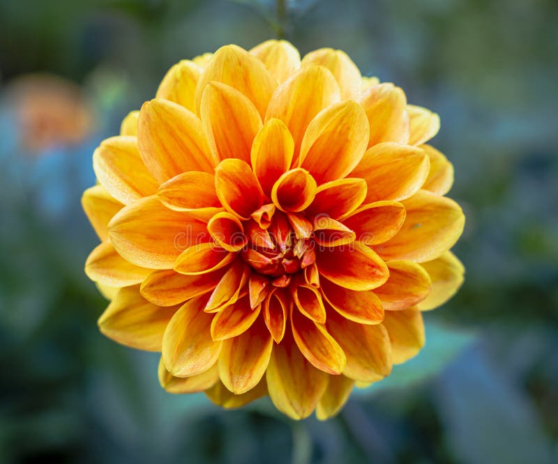 Single Orange Dahlia Flower with Bokeh Background Stock Image Image