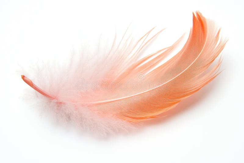 A single orange feather resting on a white background royalty free illustration