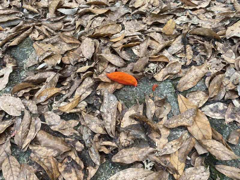 Orange Leaf in Bed of Dead Leaves Stock Image Image of colours