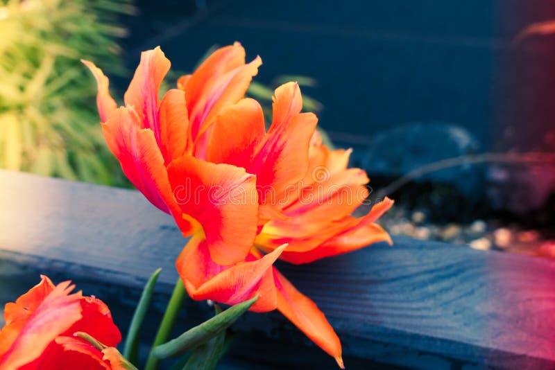 Single orange parrot tulip with water drops and light leaks background